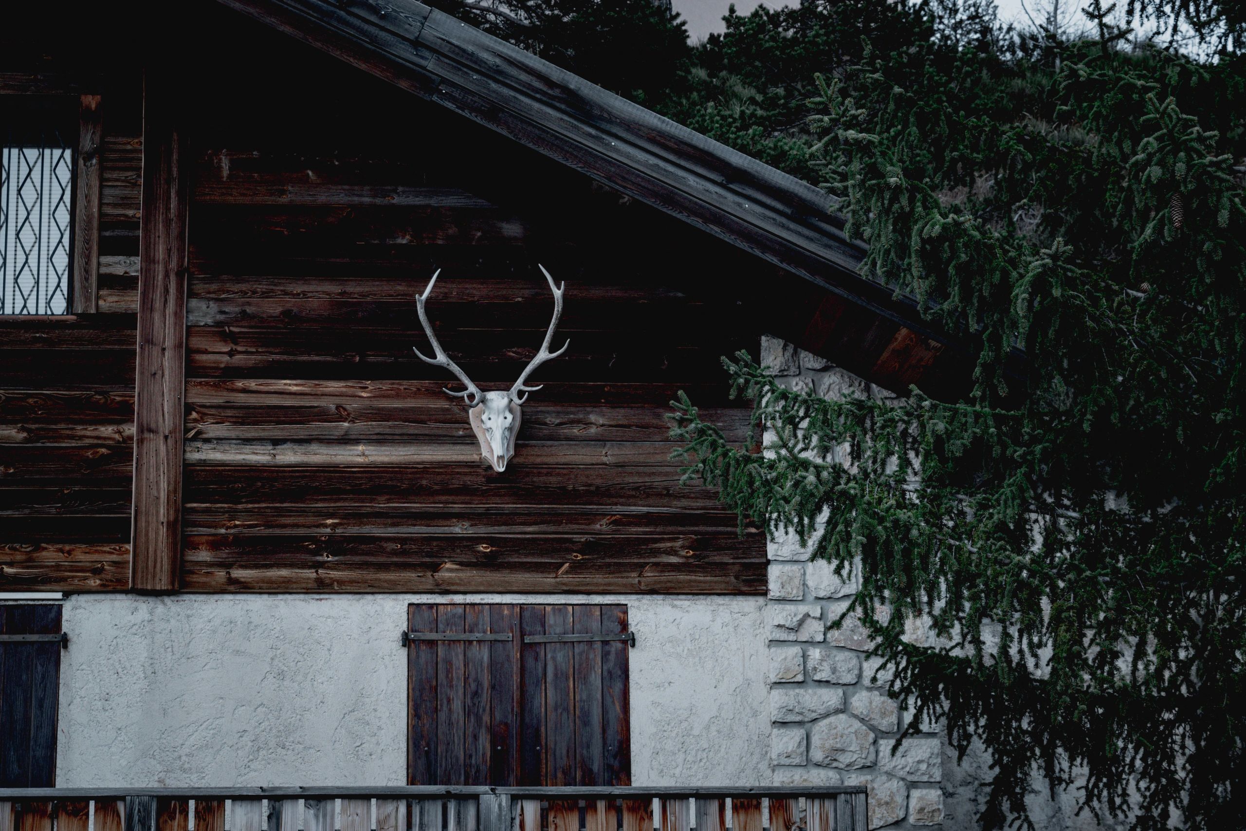 Axis Deer in Habitat