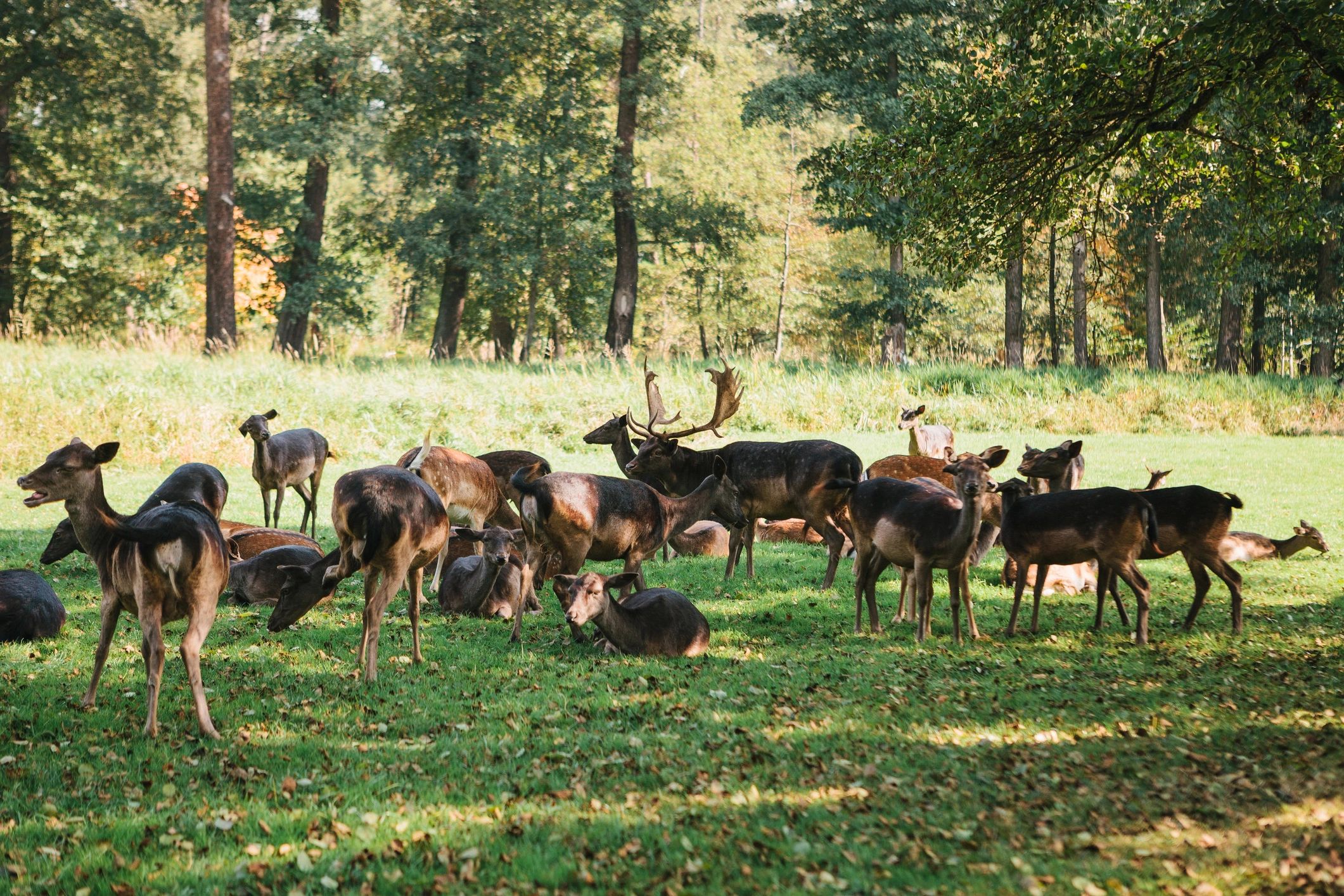 Fallow Deer Achievement